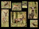 Deers 2013