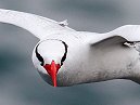 Red Billed Topic Bird