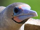 Red Footed Boobie