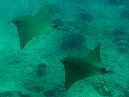 Golden Cownose Rays