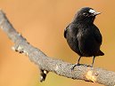 White Fronted Black Chat