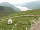 Sheep On Scafell Pike
