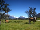 Cows And Mountains