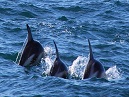 Dusky Dolphins