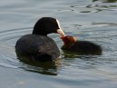 Coot And Baby