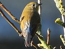 Red Flanked Bluetail